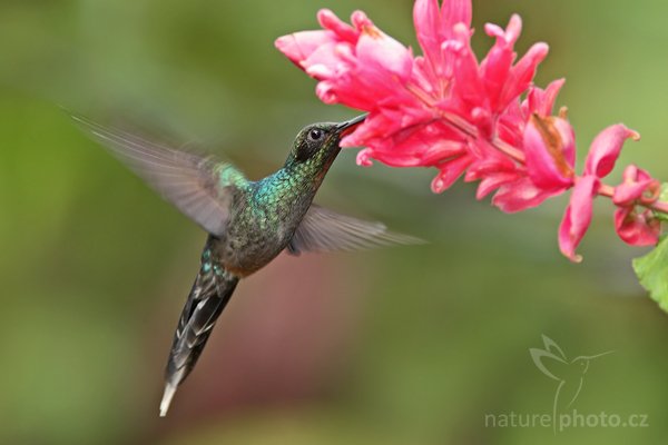 Kolibřík šedobřichý (Phaethornis guy), Fotografie: Kolibřík šedobřichý (Phaethornis guy), Green Hermit, Autor: Ondřej Prosický | NaturePhoto.cz, Model: Canon EOS-1D Mark III, Objektiv: Canon EF 400mm f/5.6 L USM, Ohnisková vzdálenost (EQ35mm): 364 mm, stativ Gitzo 1227 LVL, Clona: 5.6, Doba expozice: 1/300 s, ISO: 500, Kompenzace expozice: 0, Blesk: Ano, Vytvořeno: 5. února 2008 22:20:46, La Paz (Kostarika)