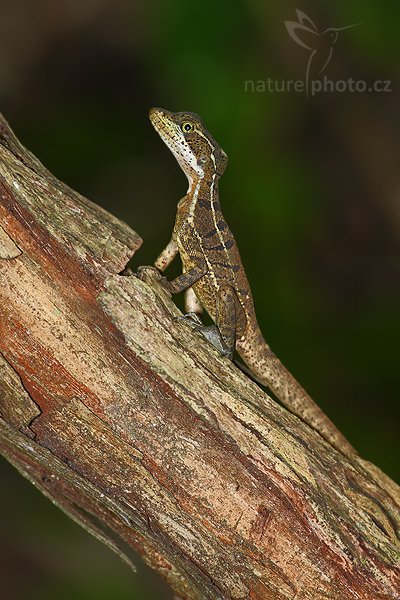 Bazilišek páskovany (Basilisk vittatus), Bazilišek páskovany (Basilisk vittatus), Striped Basilisk, Autor: Ondřej Prosický | NaturePhoto.cz, Model: Canon EOS-1D Mark III, Objektiv: Canon EF 400mm f/5.6 L USM, Ohnisková vzdálenost (EQ35mm): 520 mm, stativ Gitzo 1227 LVL, Clona: 5.6, Doba expozice: 1/100 s, ISO: 640, Kompenzace expozice: -1 1/3, Blesk: Ano, Vytvořeno: 10. února 2008 13:02:34, NP Manuel Antonio (Kostarika)