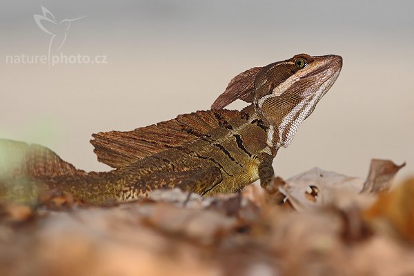 Bazilišek hřebenatý (Basiliscus basiliscus), Bazilišek hřebenatý (Basiliscus basiliscus), Common Basilisk, Autor: Ondřej Prosický | NaturePhoto.cz, Model: Canon EOS-1D Mark III, Objektiv: Canon EF 400mm f/5.6 L USM, Ohnisková vzdálenost (EQ35mm): 520 mm, stativ Gitzo 1227 LVL, Clona: 6.3, Doba expozice: 1/1250 s, ISO: 160, Kompenzace expozice: -1 1/3, Blesk: Ano, Vytvořeno: 10. února 2008 12:50:34, NP Manuel Antonio (Kostarika)