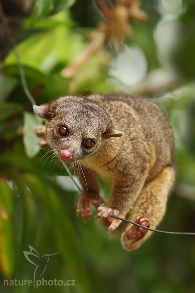 Kynkažu (Potos flavus), Kynkažu (Potos flavus), Kinkajou, Autor: Ondřej Prosický | NaturePhoto.cz, Model: Canon EOS-1D Mark III, Objektiv: Canon EF 200mm f/2.8 L USM + TC Canon 1,4x, Ohnisková vzdálenost (EQ35mm): 364 mm, stativ Gitzo 1227 LVL, Clona: 5.0, Doba expozice: 1/320 s, ISO: 500, Kompenzace expozice: -1, Blesk: Ano, Vytvořeno: 12. února 2008 13:35:54, RBBN Monteverde (Kostarika)