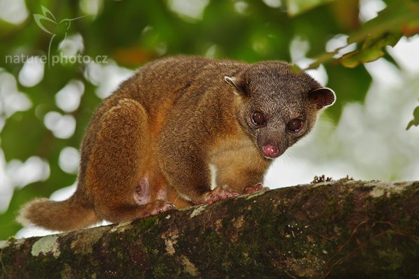 Kynkažu (Potos flavus), Kynkažu (Potos flavus), Kinkajou, Autor: Ondřej Prosický | NaturePhoto.cz, Model: Canon EOS-1D Mark III, Objektiv: Canon EF 200mm f/2.8 L USM + TC Canon 1,4x, Ohnisková vzdálenost (EQ35mm): 364 mm, stativ Gitzo 1227 LVL, Clona: 5.6, Doba expozice: 1/400 s, ISO: 500, Kompenzace expozice: -1, Blesk: Ano, Vytvořeno: 12. února 2008 13:44:39, RBBN Monteverde (Kostarika)