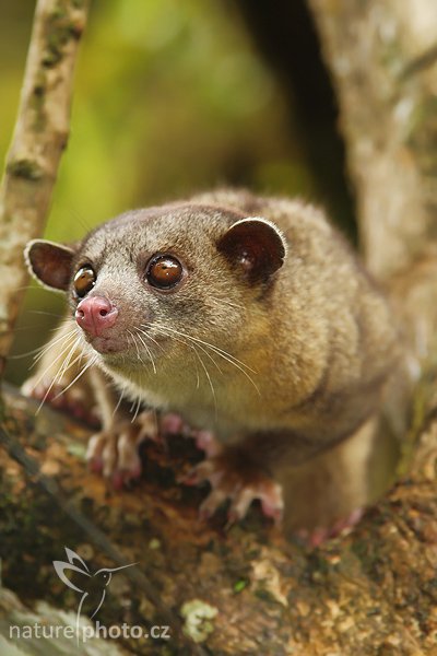 Kynkažu (Potos flavus), Kynkažu (Potos flavus), Kinkajou, Autor: Ondřej Prosický | NaturePhoto.cz, Model: Canon EOS-1D Mark III, Objektiv: Canon EF 200mm f/2.8 L USM + TC Canon 1,4x, Ohnisková vzdálenost (EQ35mm): 364 mm, stativ Gitzo 1227 LVL, Clona: 5.6, Doba expozice: 1/200 s, ISO: 500, Kompenzace expozice: -1 1/3, Blesk: Ano, Vytvořeno: 12. února 2008 13:31:26, RBBN Monteverde (Kostarika)