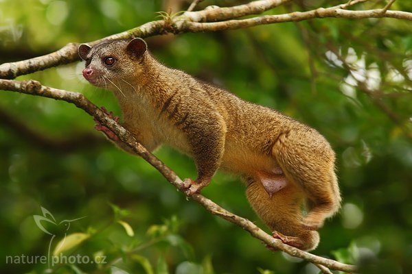 Kynkažu (Potos flavus), Kynkažu (Potos flavus), Kinkajou, Autor: Ondřej Prosický | NaturePhoto.cz, Model: Canon EOS-1D Mark III, Objektiv: Canon EF 200mm f/2.8 L USM + TC Canon 1,4x, Ohnisková vzdálenost (EQ35mm): 364 mm, stativ Gitzo 1227 LVL, Clona: 5.6, Doba expozice: 1/200 s, ISO: 250, Kompenzace expozice: -1 1/3, Blesk: Ano, Vytvořeno: 12. února 2008 13:33:03, RBBN Monteverde (Kostarika)