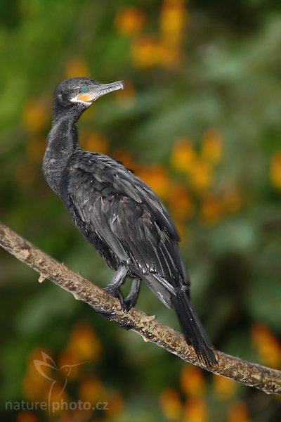 Kormorán neotropický (Phalacrocorax olivaceus), Kormorán neotropický (Phalacrocorax olivaceus), Olivaceouns Cormorant, Autor: Ondřej Prosický | NaturePhoto.cz, Model: Canon EOS-1D Mark III, Objektiv: Canon EF 400mm f/5.6 L USM, Ohnisková vzdálenost (EQ35mm): 520 mm, stativ Gitzo 1227 LVL na lodi, Clona: 5.6, Doba expozice: 1/100 s, ISO: 1000, Kompenzace expozice: -1/3, Blesk: Ano, Vytvořeno: 15. února 2008 7:24:13, RNVS Cano Negro (Kostarika)