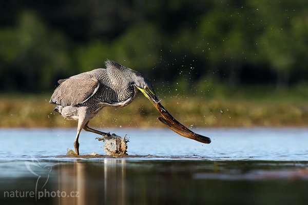 Bukač středoamerický (Tigrisoma mexicanum), Bukač středoamerický (Tigrisoma mexicanum), Bare-throated Tiger-Heron, Autor: Ondřej Prosický | NaturePhoto.cz, Model: Canon EOS-1D Mark III, Objektiv: Canon EF 400mm f/5.6 L USM, Ohnisková vzdálenost (EQ35mm): 520 mm, stativ Gitzo 1227 LVL, Clona: 8.0, Doba expozice: 1/800 s, ISO: 250, Kompenzace expozice: -1, Blesk: Ano, Vytvořeno: 29. února 2008 15:38:40, RNVS Cano Negro (Kostarika)