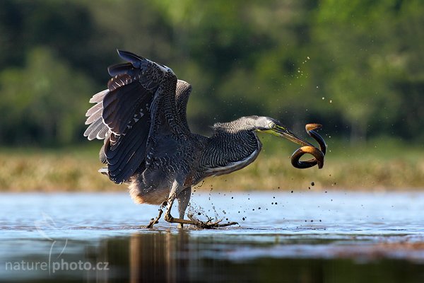 Bukač středoamerický (Tigrisoma mexicanum), Bukač středoamerický (Tigrisoma mexicanum), Bare-throated Tiger-Heron, Autor: Ondřej Prosický | NaturePhoto.cz, Model: Canon EOS-1D Mark III, Objektiv: Canon EF 400mm f/5.6 L USM, Ohnisková vzdálenost (EQ35mm): 520 mm, stativ Gitzo 1227 LVL, Clona: 8.0, Doba expozice: 1/800 s, ISO: 250, Kompenzace expozice: -1 1/3, Blesk: Ne, Vytvořeno: 29. února 2008 15:38:00, RNVS Cano Negro (Kostarika)