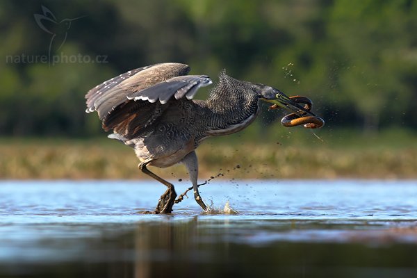 Bukač středoamerický (Tigrisoma mexicanum), Bukač středoamerický (Tigrisoma mexicanum), Bare-throated Tiger-Heron, Autor: Ondřej Prosický | NaturePhoto.cz, Model: Canon EOS-1D Mark III, Objektiv: Canon EF 400mm f/5.6 L USM, Ohnisková vzdálenost (EQ35mm): 520 mm, stativ Gitzo 1227 LVL, Clona: 8.0, Doba expozice: 1/640 s, ISO: 250, Kompenzace expozice: -1 1/3, Blesk: Ne, Vytvořeno: 29. února 2008 15:38:00, RNVS Cano Negro (Kostarika)