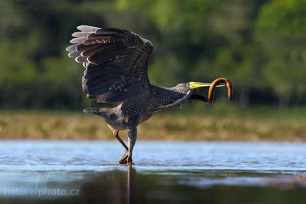 Bukač středoamerický (Tigrisoma mexicanum), Bukač středoamerický (Tigrisoma mexicanum), Bare-throated Tiger-Heron, Autor: Ondřej Prosický | NaturePhoto.cz, Model: Canon EOS-1D Mark III, Objektiv: Canon EF 400mm f/5.6 L USM, Ohnisková vzdálenost (EQ35mm): 520 mm, stativ Gitzo 1227 LVL, Clona: 8.0, Doba expozice: 1/640 s, ISO: 250, Kompenzace expozice: -1 1/3, Blesk: Ne, Vytvořeno: 29. února 2008 15:38:00, RNVS Cano Negro (Kostarika)