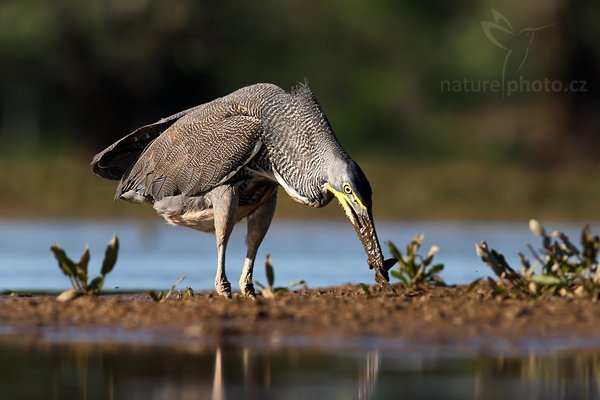 Bukač středoamerický (Tigrisoma mexicanum), Bukač středoamerický (Tigrisoma mexicanum), Bare-throated Tiger-Heron, Autor: Ondřej Prosický | NaturePhoto.cz, Model: Canon EOS-1D Mark III, Objektiv: Canon EF 400mm f/5.6 L USM, Ohnisková vzdálenost (EQ35mm): 520 mm, stativ Gitzo 1227 LVL, Clona: 7.1, Doba expozice: 1/800 s, ISO: 250, Kompenzace expozice: -2/3, Blesk: Ne, Vytvořeno: 29. února 2008 15:34:05, RNVS Cano Negro (Kostarika)