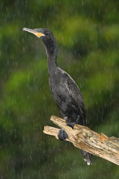 Kormorán neotropický (Phalacrocorax olivaceus), Kormorán neotropický (Phalacrocorax olivaceus), Olivaceouns Cormorant, Autor: Ondřej Prosický | NaturePhoto.cz, Model: Canon EOS-1D Mark III, Objektiv: Canon EF 400mm f/5.6 L USM, Ohnisková vzdálenost (EQ35mm): 520 mm, stativ Gitzo 1227 LVL na lodi, Clona: 5.6, Doba expozice: 1/250 s, ISO: 2000, Kompenzace expozice: -2/3, Blesk: Ano, Vytvořeno: 15. února 2008 7:25:28, RNVS Cano Negro (Kostarika)