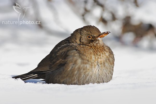 Kos černý (Turdus merula), Kos černý (Turdus merula), Blackbird, Common Blackbird or Eurasian Blackbird, Autor: Ondřej Prosický | NaturePhoto.cz, Model: Canon EOS 300D DIGITAL, Objektiv: Canon EF 400mm f/5.6 L USM, Ohnisková vzdálenost (EQ35mm): 640 mm,fotografováno z ruky, Clona: 8.0, Doba expozice: 1/640 s, ISO: 400, Kompenzace expozice: +2/3, Blesk: Ne, Vytvořeno: 27. února 2005 9:46:38, Praha - Malešice (Česko)