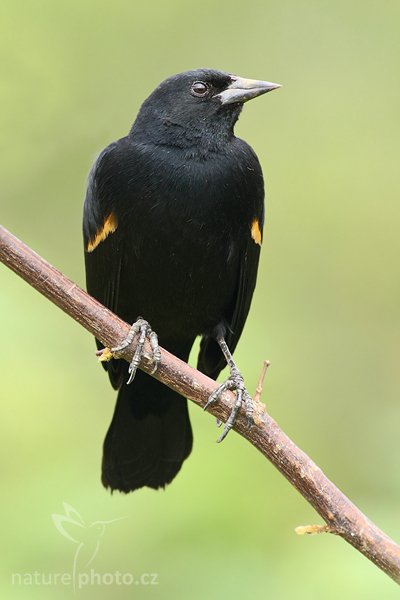 Vlhovec červenokřídlý (Agelaius phoeniceus), Vlhovec červenokřídlý (Agelaius phoeniceus), Red-winged Blackbird, Autor: Ondřej Prosický | NaturePhoto.cz, Model: Canon EOS-1D Mark III, Objektiv: Canon EF 400mm f/5.6 L USM, Ohnisková vzdálenost (EQ35mm): 520 mm, stativ Gitzo 1227 LV, Clona: 6.3, Doba expozice: 1/100 s, ISO: 640, Kompenzace expozice: 0, Blesk: Ne, Vytvořeno: 14. února 2008 15:14:06, RNVS Cano Negro (Kostarika)