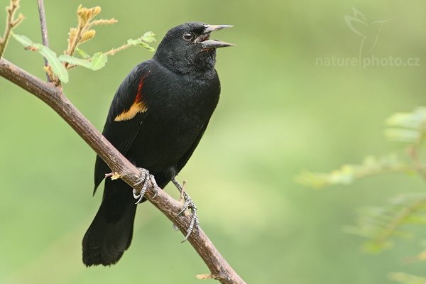 Vlhovec červenokřídlý (Agelaius phoeniceus), Vlhovec červenokřídlý (Agelaius phoeniceus), Red-winged Blackbird, Autor: Ondřej Prosický | NaturePhoto.cz, Model: Canon EOS-1D Mark III, Objektiv: Canon EF 400mm f/5.6 L USM, Ohnisková vzdálenost (EQ35mm): 520 mm, stativ Gitzo 1227 LVL na lodi, Clona: 5.6, Doba expozice: 1/250 s, ISO: 640, Kompenzace expozice: 0, Blesk: Ne, Vytvořeno: 14. února 2008 15:08:29, RNVS Cano Negro (Kostarika)