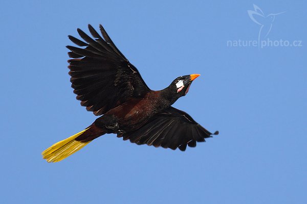 Vlhovec aztécký (Gymnostinops montezuma), Vlhovec aztécký (Gymnostinops montezuma) = (Psarocolius momtezuma), Montezuma Oropendola Autor: Ondřej Prosický | NaturePhoto.cz, Model: Canon EOS-1D Mark III, Objektiv: Canon EF 400mm f/5.6 L USM, Ohnisková vzdálenost (EQ35mm): 520 mm, fotografováno z ruky, na lodi, Clona: 5.6, Doba expozice: 1/1250 s, ISO: 400, Kompenzace expozice: +2/3, Blesk: Ne, Vytvořeno: 16. února 2008 7:11:22, RNVS Cano Negro (Kostarika)