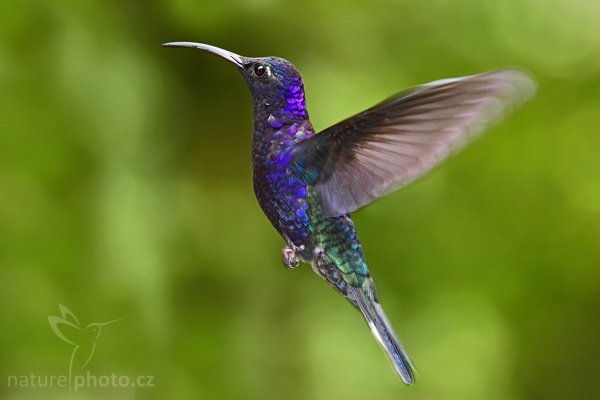 Kolibřík purpurový (Campylopterus hemileucurus), Kolibřík purpurový (Campylopterus hemileucurus), Autor: Ondřej Prosický | NaturePhoto.cz, Model: Canon EOS-1D Mark III, Objektiv: Canon EF 200mm f/2.8 L USM + TC Canon 1.4x, Ohnisková vzdálenost (EQ35mm): 364 mm, stativ Gitzo 1227 LVL na lodi, Clona: 6.3, Doba expozice: 1/250 s, ISO: 800, Kompenzace expozice: 0, Blesk: Ano, Vytvořeno: 13. února 2008 13:25:03, RBBN Monteverde (Kostarika)