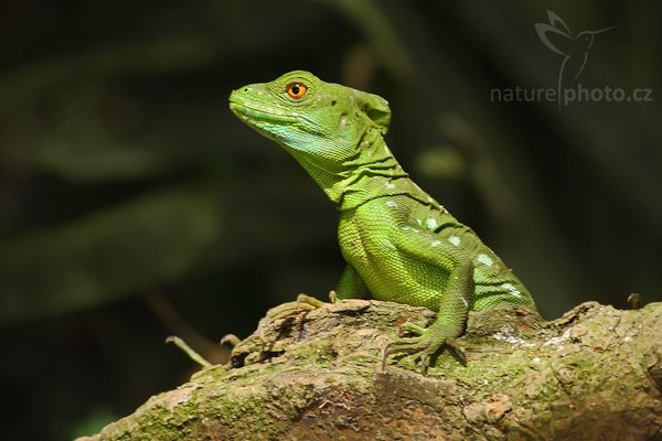 Bazilišek zelený (Basiliscus plumifrons), Bazilišek zelený (Basiliscus plumifrons), Double-crested basilisk, Autor: Ondřej Prosický | NaturePhoto.cz, Model: Canon EOS-1D Mark III, Objektiv: Canon EF 400mm f/5.6 L USM, Ohnisková vzdálenost (EQ35mm): 520 mm, stativ Gitzo 1227 LVL na lodi, Clona: 5.6, Doba expozice: 1/250 s, ISO: 400, Kompenzace expozice: -1, Blesk: Ano, Vytvořeno: 15. února 2008 15:21:59, RNVS Cano Negro (Kostarika)