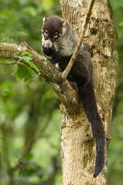 Nosál bělonosý (Nasua narica), Nosál bělonosý (Nasua narica), White-nosed Coati, Autor: Ondřej Prosický | NaturePhoto.cz, Model: Canon EOS-1D Mark III, Objektiv: Canon EF 400mm f/5.6 L USM, Ohnisková vzdálenost (EQ35mm): 364 mm, stativ Gitzo 1227 LVLi, Clona: 4.5, Doba expozice: 1/100 s, ISO: 400, Kompenzace expozice: -2/3, Blesk: Ne, Vytvořeno: 13. února 2008 9:25:10, RBBN Monteverde (Kostarika)