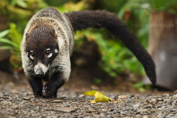 Nosál bělonosý (Nasua narica), Nosál bělonosý (Nasua narica), White-nosed Coati, Autor: Ondřej Prosický | NaturePhoto.cz, Model: Canon EOS-1D Mark III, Objektiv: Canon EF 200mm f/2.8 L USM, Ohnisková vzdálenost (EQ35mm): 260 mm, stativ Gitzo 1227 LVL na lodi, Clona: 5.6, Doba expozice: 1/125 s, ISO: 500, Kompenzace expozice: -1, Blesk: Ano, Vytvořeno: 13. února 2008 9:29:52, RBBN Monteverde (Kostarika)