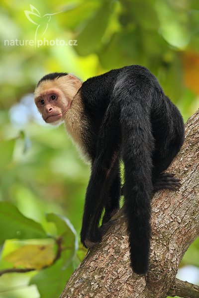 Malpa kapucínská (Cebus capucinus), Malpa kapucínská (Cebus capucinus), White-throated Capuchin Monkey, Autor: Ondřej Prosický | NaturePhoto.cz, Model: Canon EOS-1D Mark III, Objektiv: Canon EF 400mm f/5.6 L USM, Ohnisková vzdálenost (EQ35mm): 520 mm, stativ Gitzo 1227 LVL, Clona: 5.6, Doba expozice: 1/640 s, ISO: 800, Kompenzace expozice: -1, Blesk: Ano, Vytvořeno: 10. února 2008 13:20:12, NP Manuel Antonio (Kostarika)