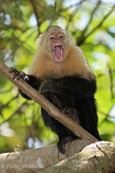 Malpa kapucínská (Cebus capucinus), Malpa kapucínská (Cebus capucinus), White-throated Capuchin Monkey, Autor: Ondřej Prosický | NaturePhoto.cz, Model: Canon EOS-1D Mark III, Objektiv: Canon EF 400mm f/5.6 L USM, Ohnisková vzdálenost (EQ35mm): 520 mm, stativ Gitzo 1227 LVL, Clona: 5.6, Doba expozice: 1/200 s, ISO: 320, Kompenzace expozice: -1, Blesk: Ano, Vytvořeno: 9. února 2008 12:00:01, NP Manuel Antonio (Kostarika)