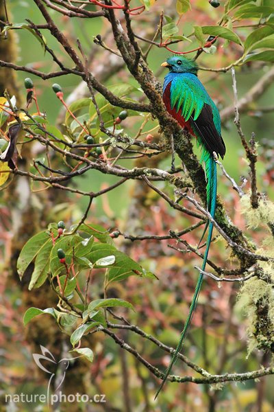 Kvesal chocholatý (Pharomachrus mocinno), Kvesal chocholatý (Pharomachrus mocinno) | Resplendent Quetzal, Autor: Ondřej Prosický | NaturePhoto.cz, Model: Canon EOS-1D Mark III, Objektiv: Canon EF 400mm f/5.6 L USM + TC Kenko 1,5x, Ohnisková vzdálenost (EQ35mm): 780 mm, stativ Gitzo 1227 LVL, Clona: 5.6, Doba expozice: 1/100 s, ISO: 1250, Kompenzace expozice: -1/3 EV, Blesk: Ne, Vytvořeno: 21. února 2008 6:48, San Gerardo de Dota (Kostarika)