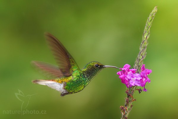 Kolibřík měděnohlavý (Elvira cupreiceps), Kolibřík měděnohlavý (Elvira cupreiceps), Coppery-headed Emereld, Autor: Ondřej Prosický | NaturePhoto.cz, Model: Canon EOS-1D Mark III, Objektiv: Canon EF 200mm f/2.8 L USM + TC Canon 1.4x, Ohnisková vzdálenost (EQ35mm): 364 mm, stativ Gitzo 1227 LVL, Clona: 5.0, Doba expozice: 1/250 s, ISO: 640, Kompenzace expozice: -1, Blesk: Ano, Vytvořeno: 11. února 2008 15:46:08, La PAz (Kostarika)