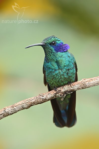 Kolibřík zelený (Colibri thalassinus), Kolibřík zelený (Colibri thalassinus), Green Violet-ear, Autor: Ondřej Prosický | NaturePhoto.cz, Model: Canon EOS 5D, Objektiv: Canon EF 400mm f/5.6 L USM, Ohnisková vzdálenost (EQ35mm): 400 mm, stativ Gitzo 1227 LVL, Clona: 6.3, Doba expozice: 1/200 s, ISO: 320, Kompenzace expozice: 0, Blesk: Ano, Vytvořeno: 6. února 2008 21:40:42, Savegre (Kostarika)