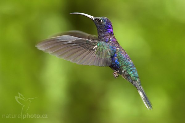 Kolibřík purpurový (Campylopterus hemileucurus), Kolibřík purpurový (Campylopterus hemileucurus), Violet Sabrewing, Autor: Ondřej Prosický | NaturePhoto.cz, Model: Canon EOS-1D Mark III, Objektiv: Canon EF 200mm f/2.8 L USM + TC Canon 1.4x, Ohnisková vzdálenost (EQ35mm): 364 mm, stativ Gitzo 1227 LVL, Clona: 6.3, Doba expozice: 1/250 s, ISO: 800, Kompenzace expozice: 0, Blesk: Ano, Vytvořeno: 13. února 2008 13:25:03, RBBN Monteverde (Kostarika)