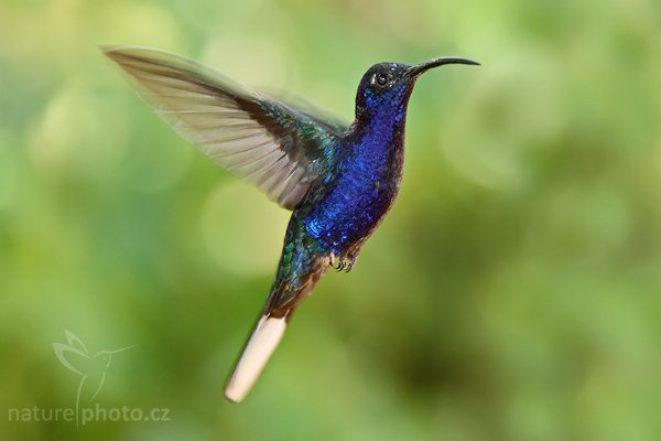 Kolibřík purpurový (Campylopterus hemileucurus), Kolibřík purpurový (Campylopterus hemileucurus), Violet Sabrewing, Autor: Ondřej Prosický | NaturePhoto.cz, Model: Canon EOS-1D Mark III, Objektiv: Canon EF 200mm f/2.8 L USM + TC Canon 1.4x, Ohnisková vzdálenost (EQ35mm): 364 mm, stativ Gitzo 1227 LVL, Clona: 4.0, Doba expozice: 1/250 s, ISO: 500, Kompenzace expozice: -1/3, Blesk: Ano, Vytvořeno: 5. února 2008 19:52:18, La Paz (Kostarika)