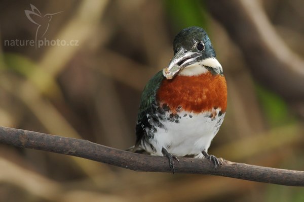 Rybařík zelený (Chloroceryle americana), Rybařík zelený (Chloroceryle americana), Green Kingfisher, Autor: Ondřej Prosický | NaturePhoto.cz, Model: Canon EOS-1D Mark III, Objektiv: Canon EF 400mm f/5.6 L USM, Ohnisková vzdálenost (EQ35mm): 520 mm, stativ Gitzo 1227 LVL na lodi, Clona: 6.3, Doba expozice: 1/250 s, ISO: 1000, Kompenzace expozice: -1 1/3, Blesk: Ano, Vytvořeno: 15. února 2008 16:34:13, NP Manuel Antonio (Kostarika)