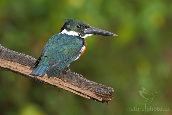 Rybařík amazonský (Chloroceryle amazona), Rybařík amazonský (Chloroceryle amazona), Amazon Kingfisher, Autor: Ondřej Prosický | NaturePhoto.cz, Model: Canon EOS-1D Mark III, Objektiv: Canon EF 400mm f/5.6 L USM, Ohnisková vzdálenost (EQ35mm): 520 mm, stativ Gitzo 1227 LVL na lodi, Clona: 5.6, Doba expozice: 1/320 s, ISO: 1000, Kompenzace expozice: -2/3, Blesk: Ano, Vytvořeno: 15. února 2008 8:06:57, RNVS Cano Negro (Kostarika)