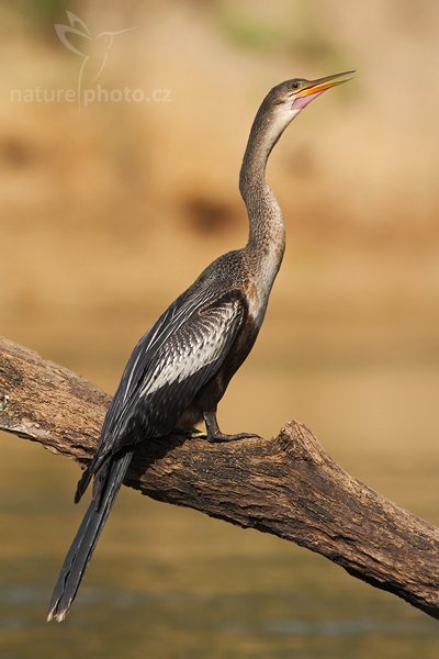 Anhinga americká (Anhinga anhinga), Anhinga americká (Anhinga anhinga), Anhinga, Autor: Ondřej Prosický | NaturePhoto.cz, Model: Canon EOS-1D Mark III, Objektiv: Canon EF 400mm f/5.6 L USM, Ohnisková vzdálenost (EQ35mm): 520 mm, stativ Gitzo 1227 LVL na lodi, Clona: 5.6, Doba expozice: 1/1250 s, ISO: 400, Kompenzace expozice: -1, Blesk: Ne, Vytvořeno: 15. února 2008 15:12:10, RNVS Cano Negro (Kostarika)