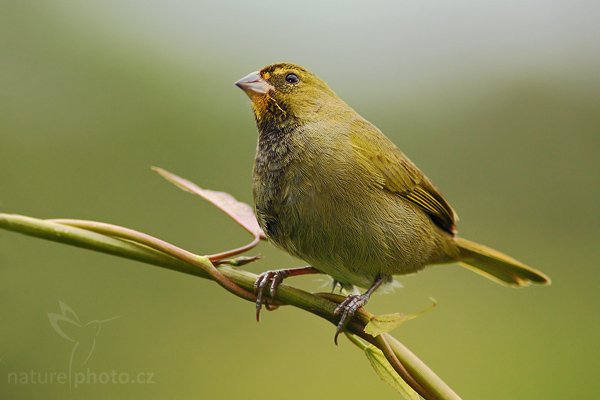 Kněžík šedobílý (Sporophila schistacea), Kněžík šedobílý (Sporophila schistacea), Slate-coloured Seedeater, Autor: Ondřej Prosický | NaturePhoto.cz, Model: Canon EOS-1D Mark III, Objektiv: Canon EF 200mm f/2.8 L USM + TC Canon 2x, Ohnisková vzdálenost (EQ35mm): 520 mm, stativ Gitzo 1227 LVL, Clona: 5.6, Doba expozice: 1/800 s, ISO: 640, Kompenzace expozice: -1/3, Blesk: Ano, Vytvořeno: 17. února 2008 10:24:20, La Paz (Kostarika)