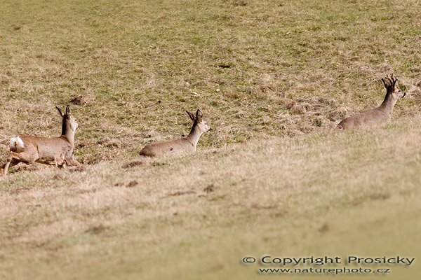 Srnec obecný (Capreolus capreolus), Autor: Ondřej Prosický, Model aparátu: Canon EOS 300D DIGITAL, Objektiv: Canon EF 400mm f/5.6 L USM, Ohnisková vzdálenost: 400.00 mm, monopod Manfrotto 681B + 234RC, Clona: 7.10, Doba expozice: 1/640 s, ISO: 200, Vyvážení expozice: 0.63, Blesk: Ne, Vytvořeno: 30. března 2005 12:33:40, Kladruby u Mostu (ČR) 