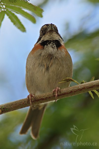 Strnadec ranní (Zonotrichia capensis), Strnadec ranní (Zonotrichia capensis), Rufous-collared Sparrow, Autor: Ondřej Prosický | NaturePhoto.cz, Model: Canon EOS-1D Mark III, Objektiv: Canon EF 200mm f/2.8 L USM + TC Canon 2x, Ohnisková vzdálenost (EQ35mm): 520 mm, stativ Gitzo 1227 LVL, Clona: 5.6, Doba expozice: 1/640 s, ISO: 500, Kompenzace expozice: 0, Blesk: Ano, Vytvořeno: 17. února 2008 9:48:23, La Paz (Kostarika)