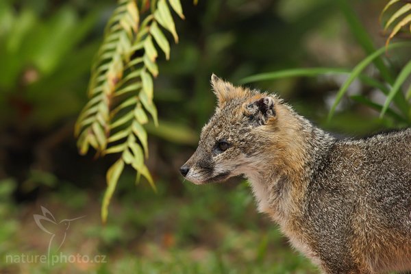 Liška šedá (Urocyon cinereoargenteus), Liška šedá (Urocyon cinereoargenteus), Grey Fox, Autor: Ondřej Prosický | NaturePhoto.cz, Model: Canon EOS-1Ds Mark III, Objektiv: Canon EF 200mm f/2.8 L USM + TC Canon 2x, stativ Gitzo 1227 LVL, Clona: 6.3, Doba expozice: 1/200 s, ISO: 800, Kompenzace expozice: -2/3, Blesk: Ano, Vytvořeno: 12. února 2008 22:30:36, RBBN Monteverde (Kostarika)