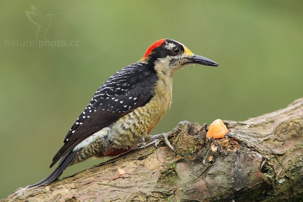 Datel černolící (Melanerpes pucherani), Datel černolící (Melanerpes pucherani), Black-cheeked Woodpecker, Autor: Ondřej Prosický | NaturePhoto.cz, Model: Canon EOS-1D Mark III, Objektiv: Canon EF 200mm f/2.8 L USM + TC Canon 2x, Ohnisková vzdálenost (EQ35mm): 520 mm, stativ Gitzo 1227 LVL, Clona: 5.6, Doba expozice: 1/400 s, ISO: 640, Kompenzace expozice: -1/3, Blesk: Ano, Vytvořeno: 17. února 2008 10:29:56, La Paz (Kostarika)