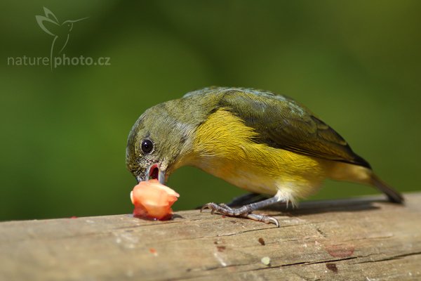 Libohlásek Bonapartův (Euphonia hirundinacea), Libohlásek Bonapartův (Euphonia hirundinacea), Yellow-throated Euphonia, Autor: Ondřej Prosický | NaturePhoto.cz, Model: Canon EOS-1D Mark III, Objektiv: Canon EF 200mm f/2.8 L USM + TC Canon 2x, Ohnisková vzdálenost (EQ35mm): 520 mm, stativ Gitzo 1227 LVL, Clona: 5.6, Doba expozice: 1/1000 s, ISO: 400, Kompenzace expozice: -1/3, Blesk: Ano, Vytvořeno: 17. února 2008 9:55:17, La Paz (Kostarika)