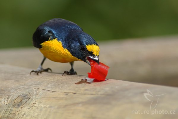 Libohlásek Bonapartův (Euphonia hirundinacea), Libohlásek Bonapartův (Euphonia hirundinacea), Yellow-throated Euphonia, Autor: Ondřej Prosický | NaturePhoto.cz, Model: Canon EOS-1D Mark III, Objektiv: Canon EF 200mm f/2.8 L USM + TC Canon 2x, Ohnisková vzdálenost (EQ35mm): 520 mm, stativ Gitzo 1227 LVL, Clona: 5.6, Doba expozice: 1/1000 s, ISO: 400, Kompenzace expozice: -1/3, Blesk: Ano, Vytvořeno: 17. února 2008 9:54:54, La Paz (Kostarika)