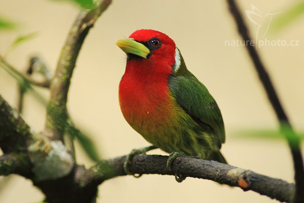 Vousák andský (Eubucco bourcierii), Vousák andský (Eubucco bourcierii), Red-headed Barbet, Autor: Ondřej Prosický | NaturePhoto.cz, Model: Canon EOS-1D Mark III, Objektiv: Canon EF 200mm f/2.8 L USM + TC Canon 2x, Ohnisková vzdálenost (EQ35mm): 520 mm, stativ Gitzo 1227 LVL, Clona: 5.6, Doba expozice: 1/640 s, ISO: 500, Kompenzace expozice: 0, Blesk: Ano, Vytvořeno: 17. února 2008 10:02:55, La Paz (Kostarika)