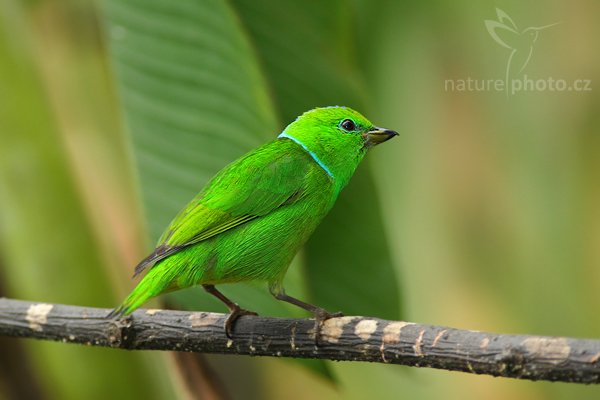 Libohlásek malachitový (Chlorophonia callophrys), Libohlásek malachitový (Chlorophonia callophrys), Golden-browed Chlorophonia, Autor: Ondřej Prosický | NaturePhoto.cz, Model: Canon EOS-1D Mark III, Objektiv: Canon EF 200mm f/2.8 L USM + TC Canon 2x, Ohnisková vzdálenost (EQ35mm): 520 mm, stativ Gitzo 1227 LVL, Clona: 5.6, Doba expozice: 1/250 s, ISO: 640, Kompenzace expozice: -1/3, Blesk: Ano, Vytvořeno: 17. února 2008 10:29:12, La Paz (Kostarika)