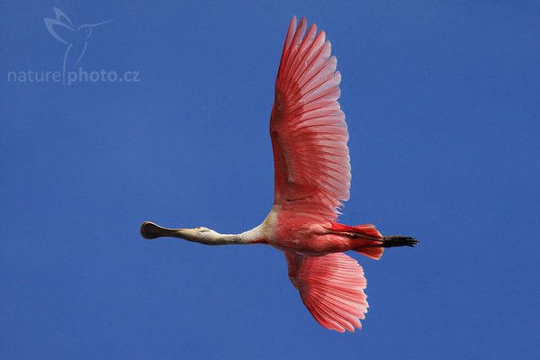 Kolpík růžový (Platalea ajaja), Kolpík růžový (Platalea ajaja), Roseate Spoonbill, Autor: Ondřej Prosický | NaturePhoto.cz, Model: Canon EOS-1D Mark III, Objektiv: Canon EF 200mm f/2.8 L USM + TC Canon 2x, Ohnisková vzdálenost (EQ35mm): 520 mm, stativ Gitzo 1227 LVL, Clona: 6.3, Doba expozice: 1/4000 s, ISO: 500, Kompenzace expozice: -2/3, Blesk: Ne, Vytvořeno: 16. února 2008 7:53:47, RNVS Cano Negro (Kostarika)