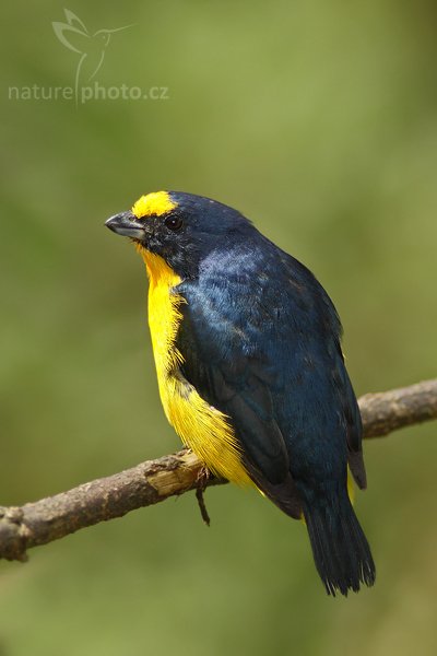 Libohlásek Bonapartův (Euphonia hirundinacea), Libohlásek Bonapartův (Euphonia hirundinacea),Yellow-throated Euphonia, Autor: Ondřej Prosický | NaturePhoto.cz, Model: Canon EOS-1D Mark III, Objektiv: Canon EF 200mm f/2.8 L USM + TC Canon 2x, Ohnisková vzdálenost (EQ35mm): 520 mm, stativ Gitzo 1227 LVL, Clona: 5.6, Doba expozice: 1/500 s, ISO: 500, Kompenzace expozice: 0, Blesk: Ano, Vytvořeno: 17. února 2008 9:50:29, La Paz (Kostarika)