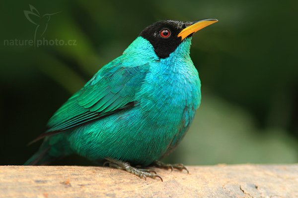 Květomil černohlavý (Chlorophanes spiza), Květomil černohlavý (Chlorophanes spiza), Green Honeycreeper, Autor: Ondřej Prosický | NaturePhoto.cz, Model: Canon EOS-1D Mark III, Objektiv: Canon EF 200mm f/2.8 L USM + TC Canon 2x, Ohnisková vzdálenost (EQ35mm): 520 mm, stativ Gitzo 1227 LVL, Clona: 6.3, Doba expozice: 1/160 s, ISO: 500, Kompenzace expozice: -1/3, Blesk: Ano, Vytvořeno: 17. února 2008 10:57:18, La Paz (Kostarika)