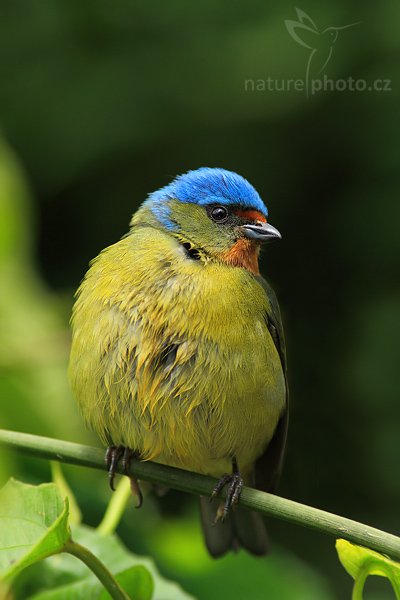 Libohlásek hnědočelý (Euphonia elegantissima), Libohlásek hnědočelý (Euphonia elegantissima), Blue-hooded or Elegant Euphonia, Autor: Ondřej Prosický | NaturePhoto.cz, Model: Canon EOS-1D Mark III, Objektiv: Canon EF 200mm f/2.8 L USM + TC Canon 2x, Ohnisková vzdálenost (EQ35mm): 520 mm, stativ Gitzo 1227 LVL, Clona: 6.3, Doba expozice: 1/250 s, ISO: 250, Kompenzace expozice: -2/3, Blesk: Ano, Vytvořeno: 17. února 2008 10:35:30, La Paz (Kostarika)