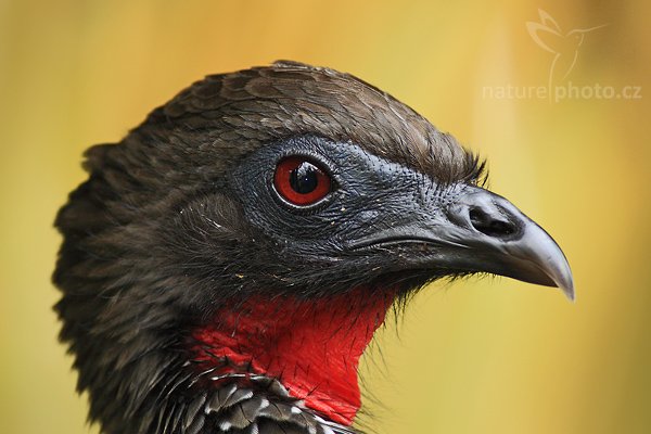 Guan chocholatý (Penelope purpurascens), Guan chocholatý (Penelope purpurascens), Crested Guan, Autor: Ondřej Prosický | NaturePhoto.cz, Model: Canon EOS-1D Mark III, Objektiv: Canon EF 200mm f/2.8 L USM + TC Canon 2x, Ohnisková vzdálenost (EQ35mm): 520 mm, stativ Gitzo 1227 LVL, Clona: 6.3, Doba expozice: 1/125 s, ISO: 1000, Kompenzace expozice: -1/3, Blesk: Ano, Vytvořeno: 17. února 2008 10:18:47, La Paz (Kostarika)