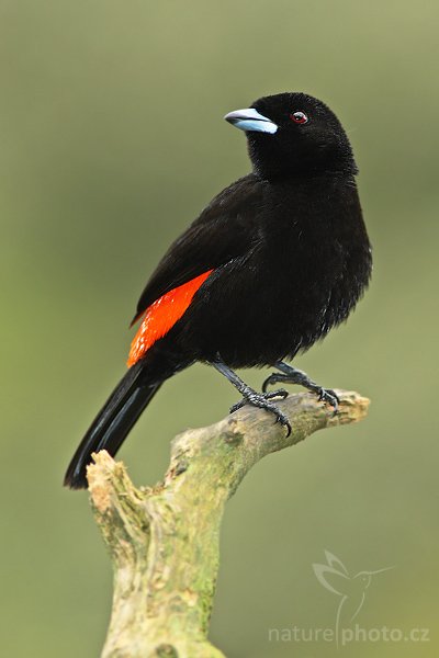 Tangara zpěvná (Ramphocelus passerinii), Tangara zpěvná (Ramphocelus passerinii), Scarlet-rumped Tanager, Autor: Ondřej Prosický | NaturePhoto.cz, Model: Canon EOS-1D Mark III, Objektiv: Canon EF 200mm f/2.8 L USM + TC Canon 2x, Ohnisková vzdálenost (EQ35mm): 520 mm, stativ Gitzo 1227 LVL, Clona: 6.3, Doba expozice: 1/100 s, ISO: 800, Kompenzace expozice: -1/3, Blesk: Ano, Vytvořeno: 17. února 2008 11:11:54, La Paz (Kostarika)