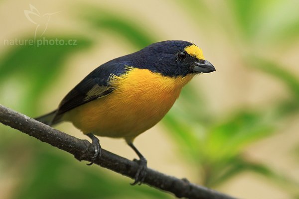 Libohlásek Bonapartův (Euphonia hirundinacea), Libohlásek Bonapartův (Euphonia hirundinacea), Yellow-throated Euphonia, Autor: Ondřej Prosický | NaturePhoto.cz, Model: Canon EOS-1D Mark III, Objektiv: Canon EF 200mm f/2.8 L USM + TC Canon 2x, Ohnisková vzdálenost (EQ35mm): 520 mm, stativ Gitzo 1227 LVL, Clona: 6.3, Doba expozice: 1/640 s, ISO: 500, Kompenzace expozice: -2/3, Blesk: Ano, Vytvořeno: 17. února 2008 10:54:24, La Paz (Kostarika)