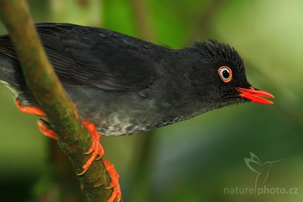 Drozd sazový (Turdus nigrescens), Drozd sazový (Turdus nigrescens), Sooty Robin, Autor: Ondřej Prosický | NaturePhoto.cz, Model: Canon EOS-1D Mark III, Objektiv: Canon EF 200mm f/2.8 L USM + TC Canon 2x, Ohnisková vzdálenost (EQ35mm): 520 mm, stativ Gitzo 1227 LVL, Clona: 6.3, Doba expozice: 1/100 s, ISO: 1250, Kompenzace expozice: -2/3, Blesk: Ano, Vytvořeno: 17. února 2008 11:15:26, La Paz (Kostarika)