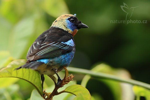 Tangara masková (Tangara larvata), Tangara masková (Tangara larvata), Golden-hooded Tanager, Autor: Ondřej Prosický | NaturePhoto.cz, Model: Canon EOS-1D Mark III, Objektiv: Canon EF 200mm f/2.8 L USM + TC Canon 2x, Ohnisková vzdálenost (EQ35mm): 520 mm, stativ Gitzo 1227 LVL, Clona: 6.3, Doba expozice: 1/320 s, ISO: 500, Kompenzace expozice: -1/3, Blesk: Ano, Vytvořeno: 17. února 2008 10:49:22, La Paz (Kostarika)